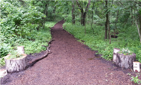 Forest path covered in mulch