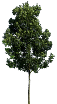 Large Tree